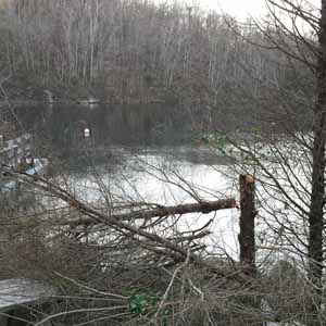 Remember the captivating sight of the dead trees by the dock?
