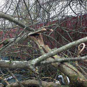 Some trees have fallen from the buildup of snow and ice, including a couple that have blocked the main gate.
