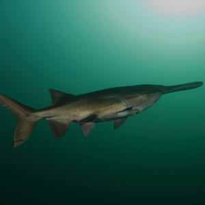 Fossil records of paddlefish date back over 300 million years.
