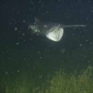 Paddlefish feed by opening their large mouths and swimming through swarms of zooplankton.
